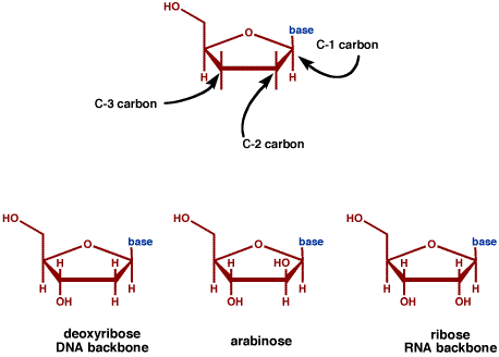 The difference between the two differences between dna and rna. The difference between the two