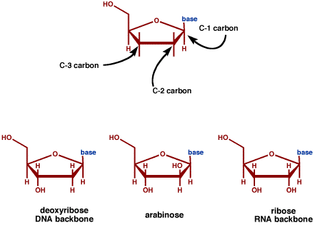 differences between dna and rna. The difference between the two