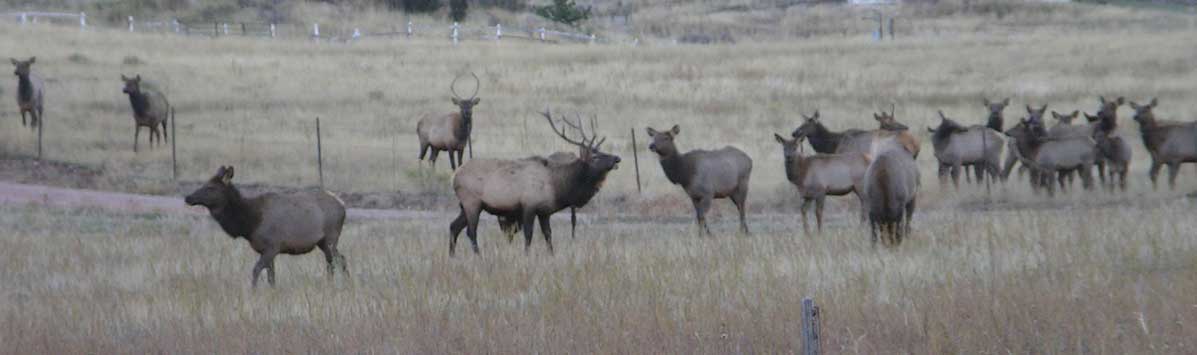 elk