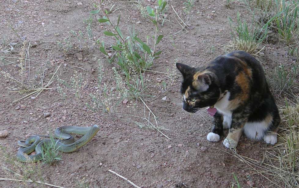 kitty and snake