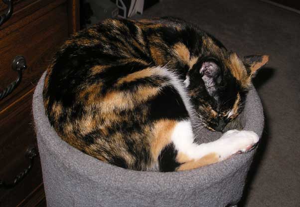 My familiar