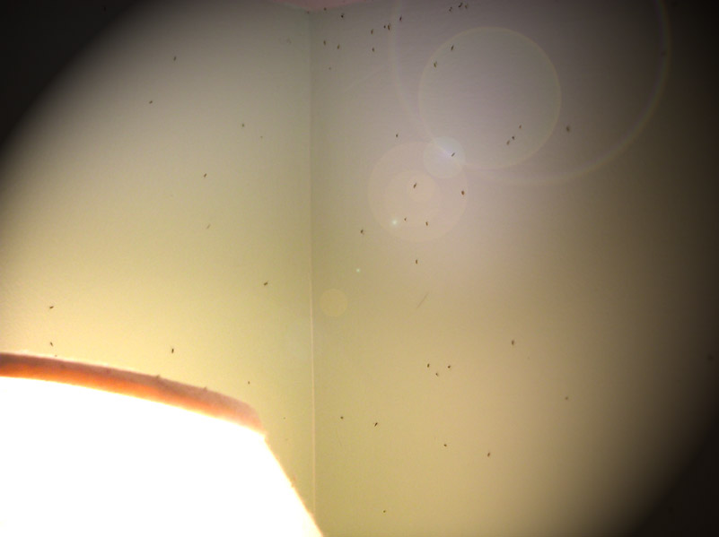 bugs on wall