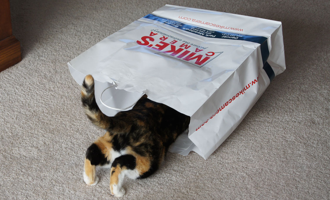 Cat and bag