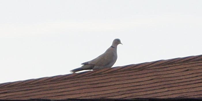 dove