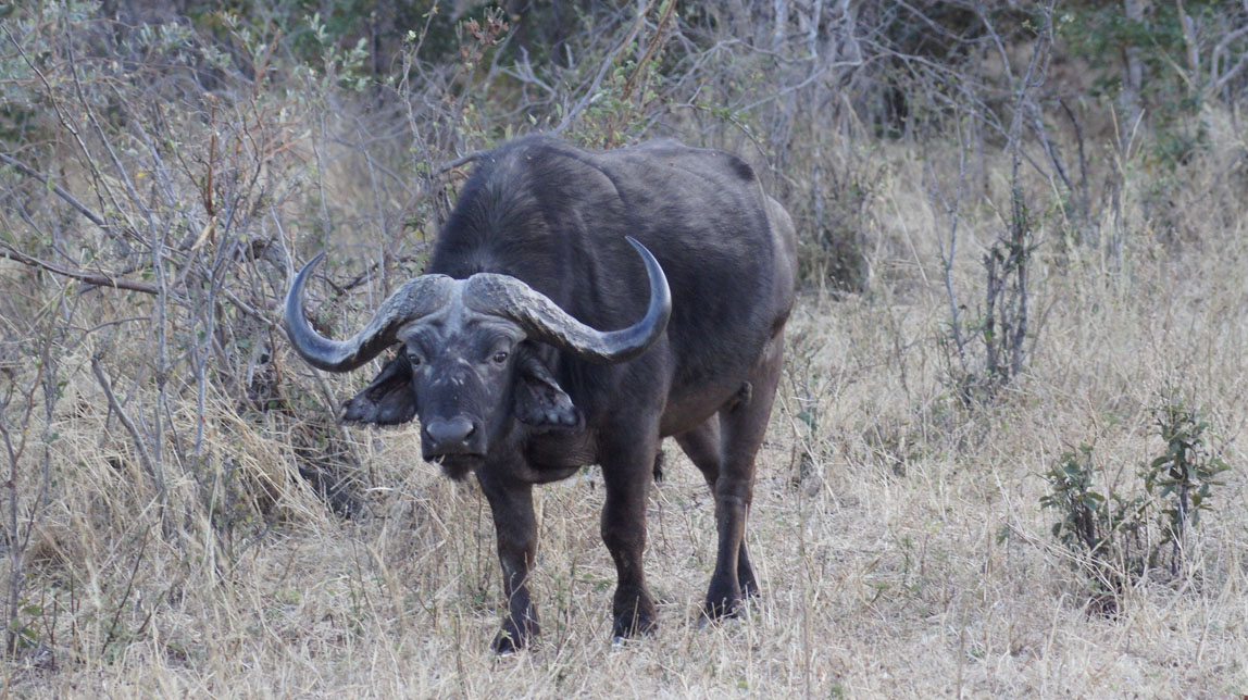 cape buffalo