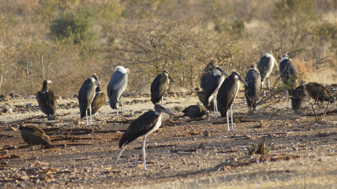 marabou storks