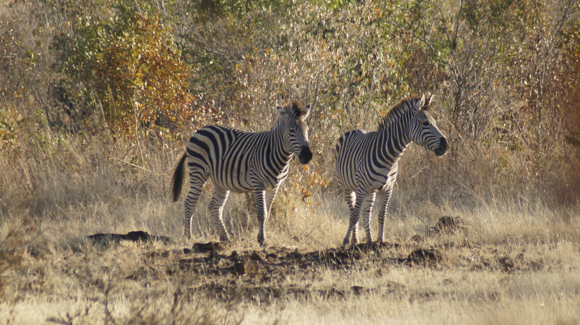 zebras