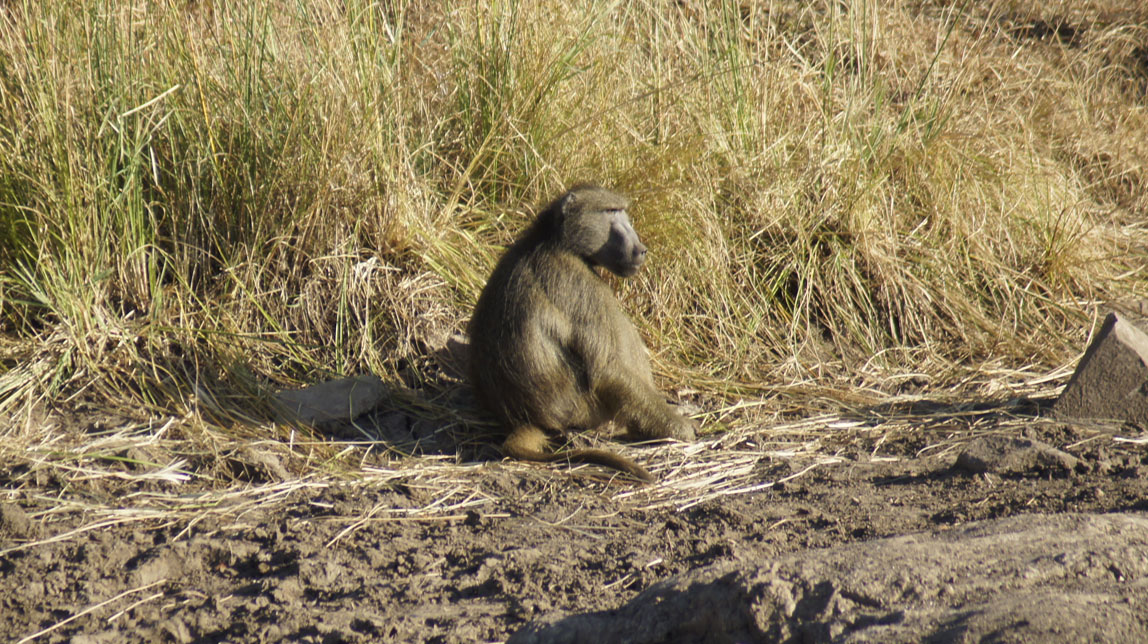 baboon