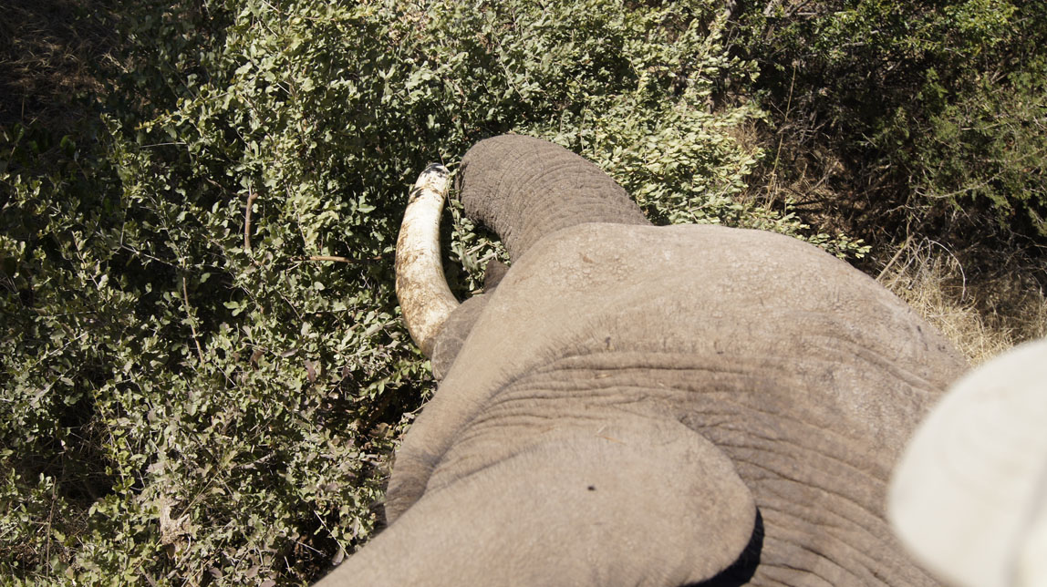 elephant ride