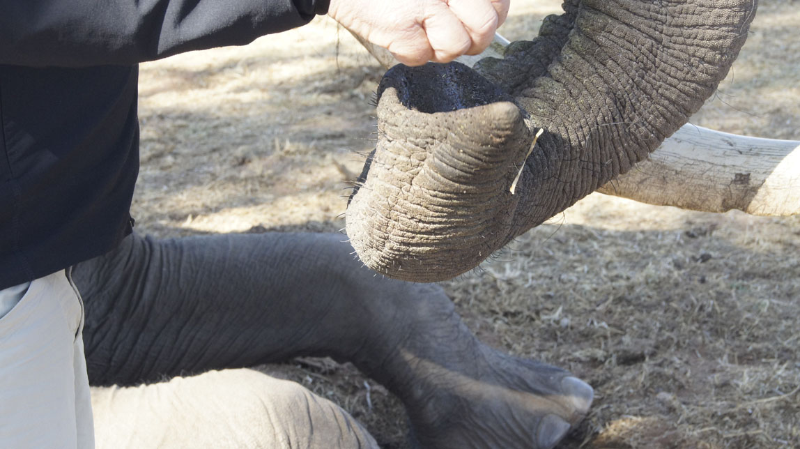 elephant ride