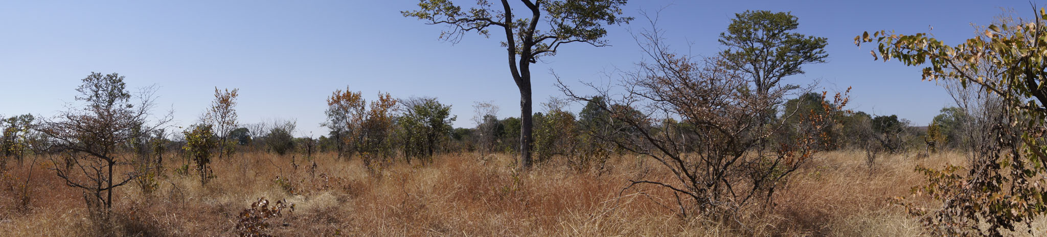 panorama of lion country