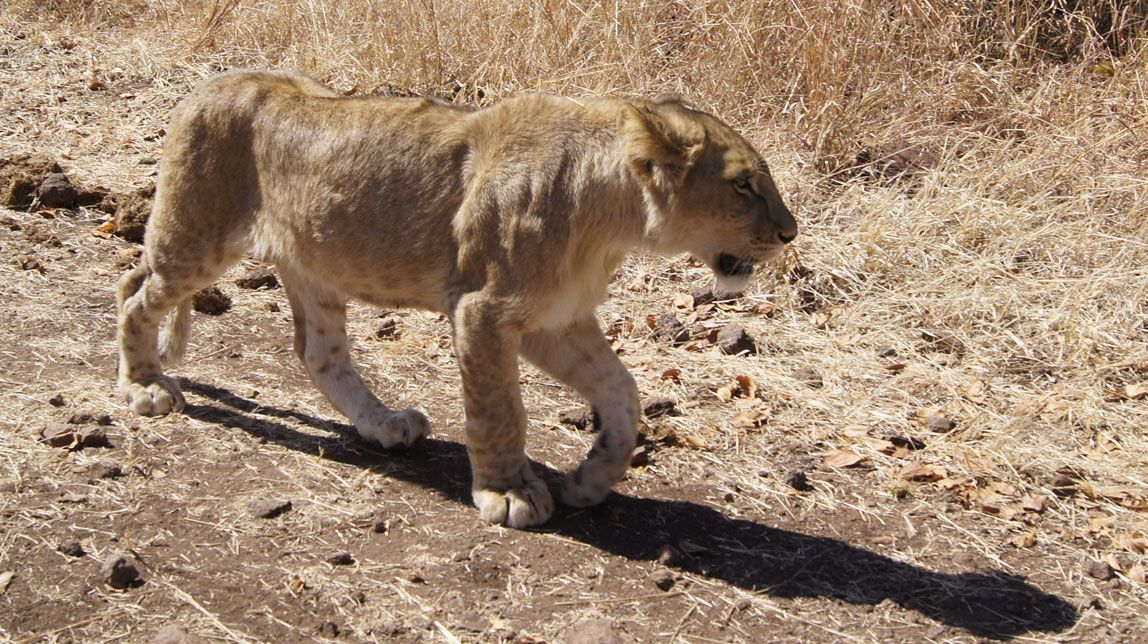 one of the lion cubs