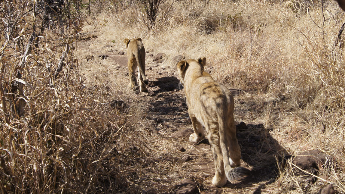 lion cubs leaving