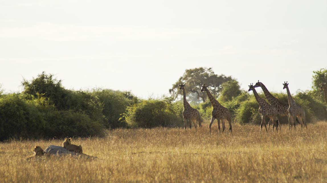 giraffes by lions