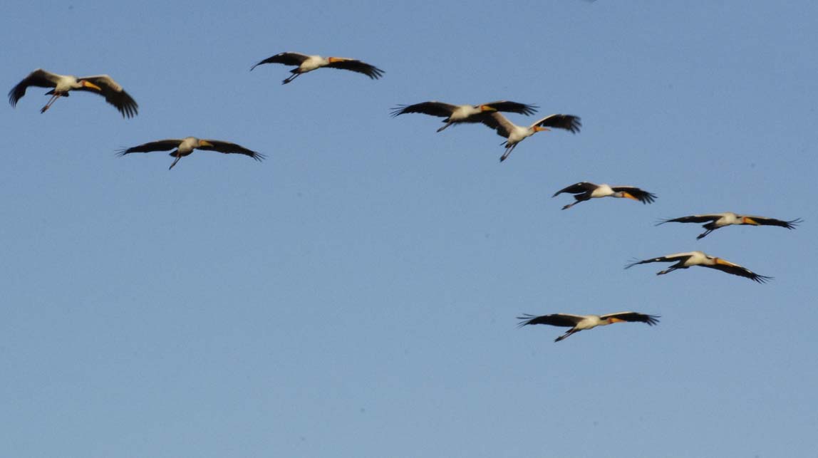 yellow-billed storks