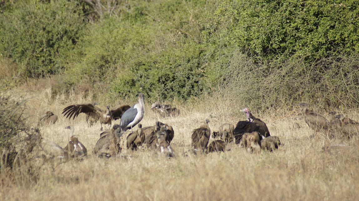 scavenger birds