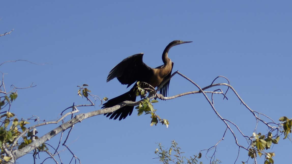 African darters