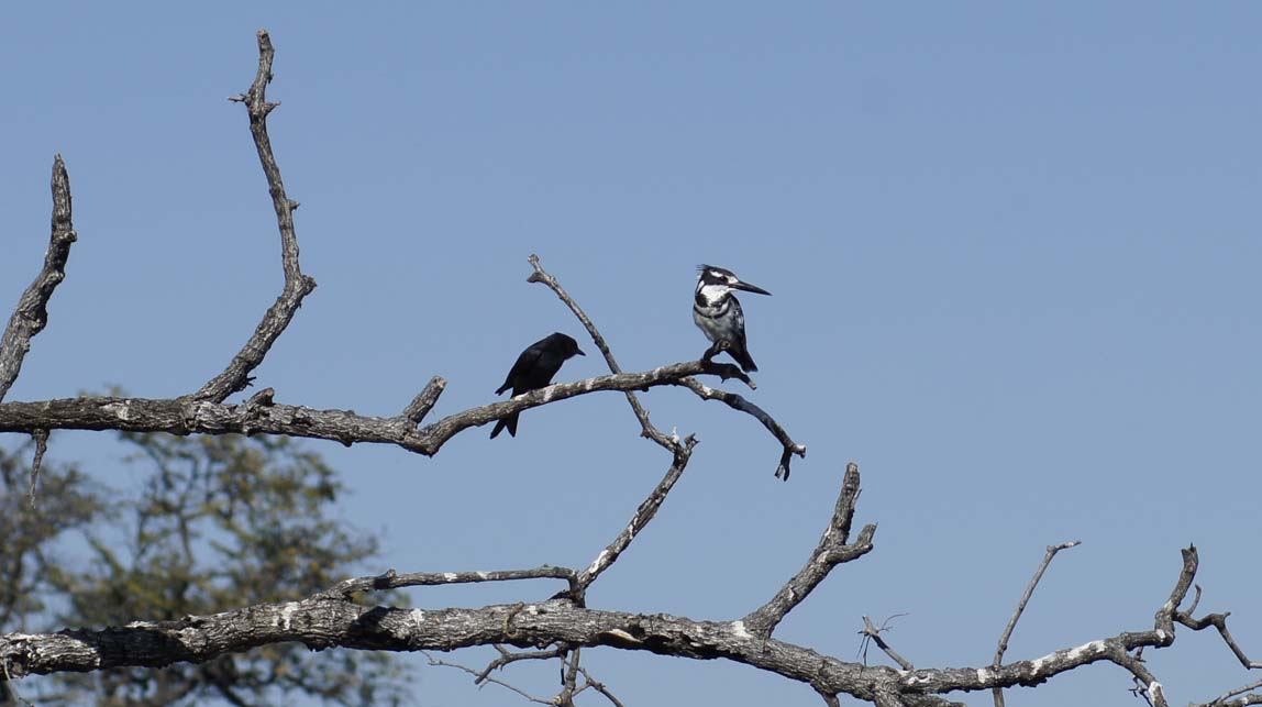 forktailed drongo and pied kingfisher