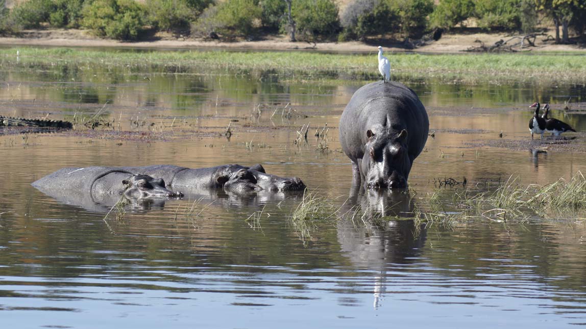 hippos and more