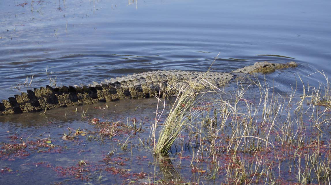 crocodile swimming