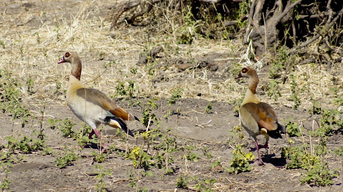 Egyptian goose