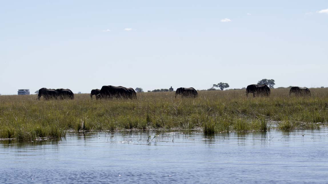 elephants on other side