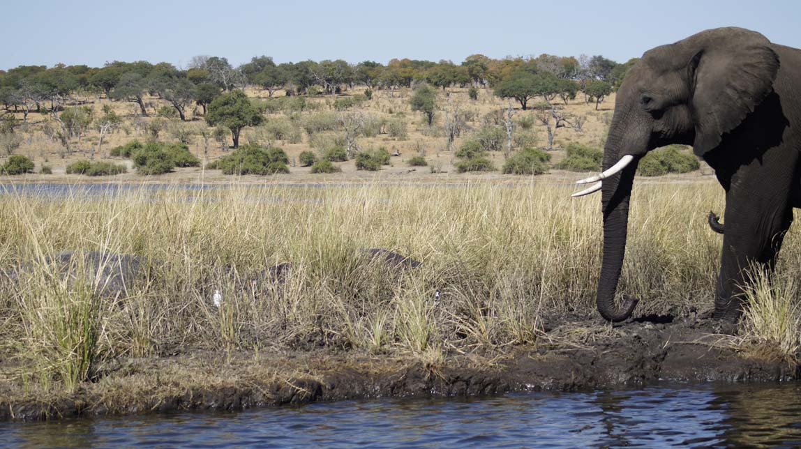 elephants and hippos