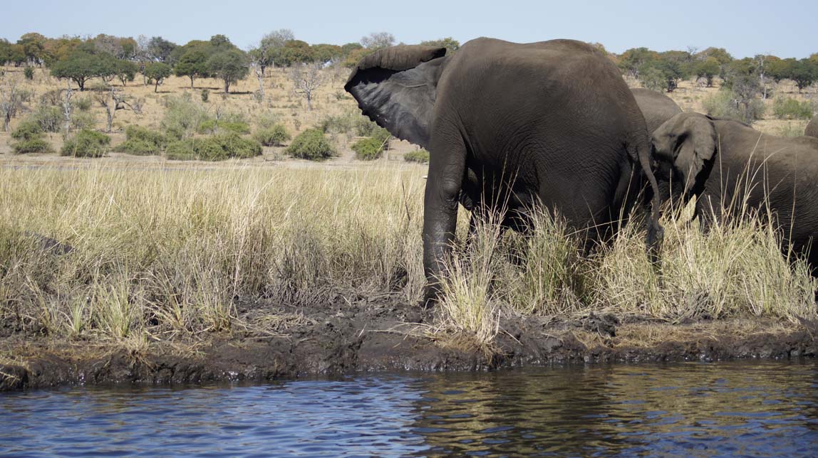 elephants and hippos