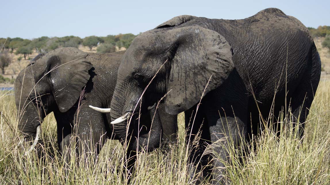 wet elephants