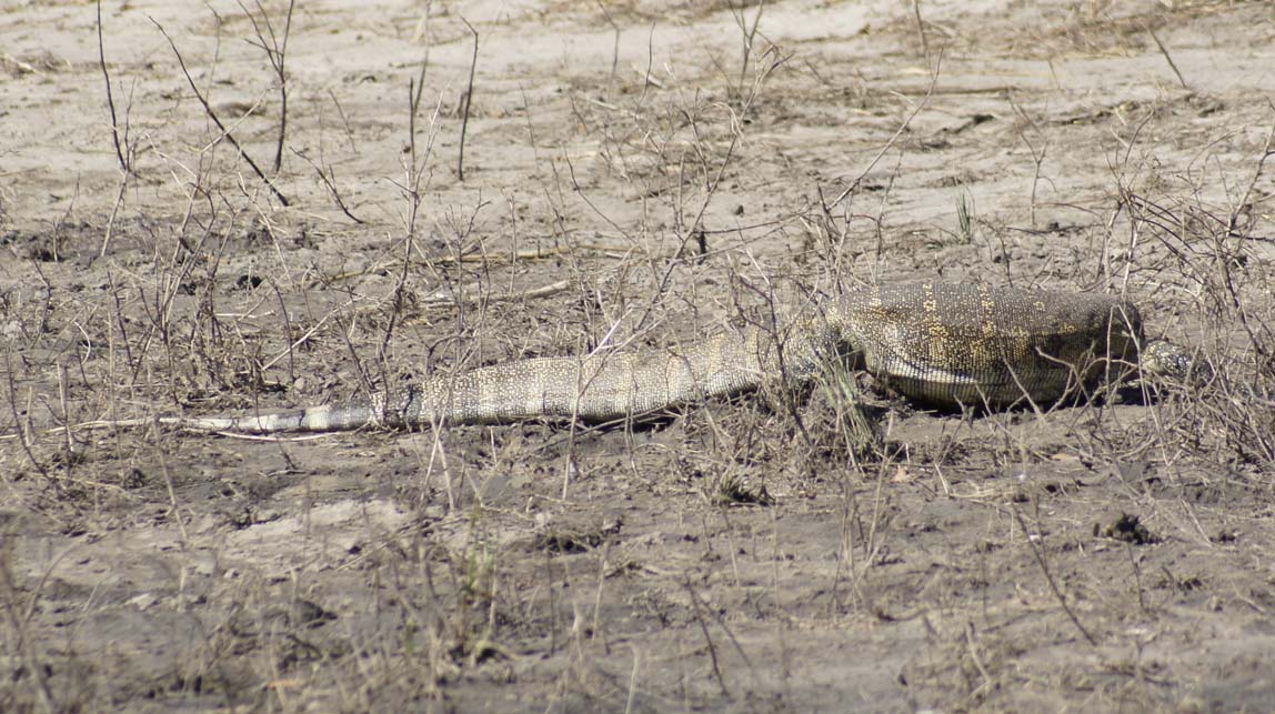 water monitor