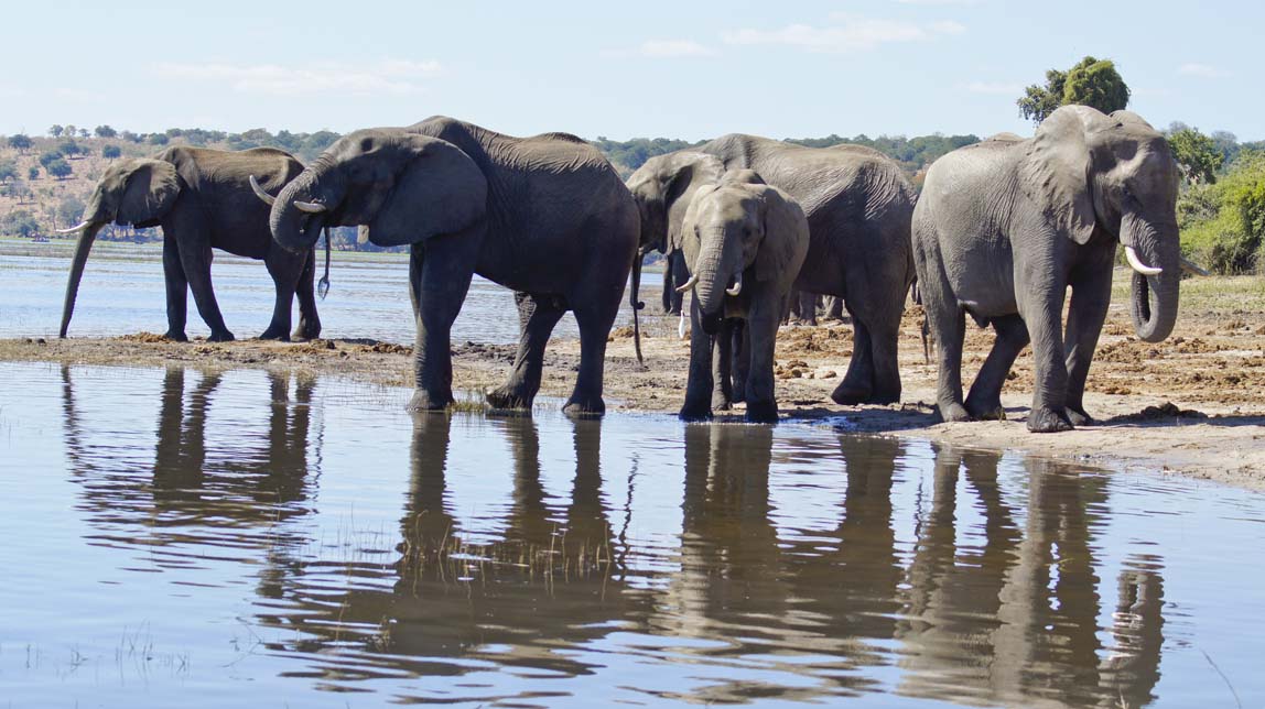 elephants on peninsula