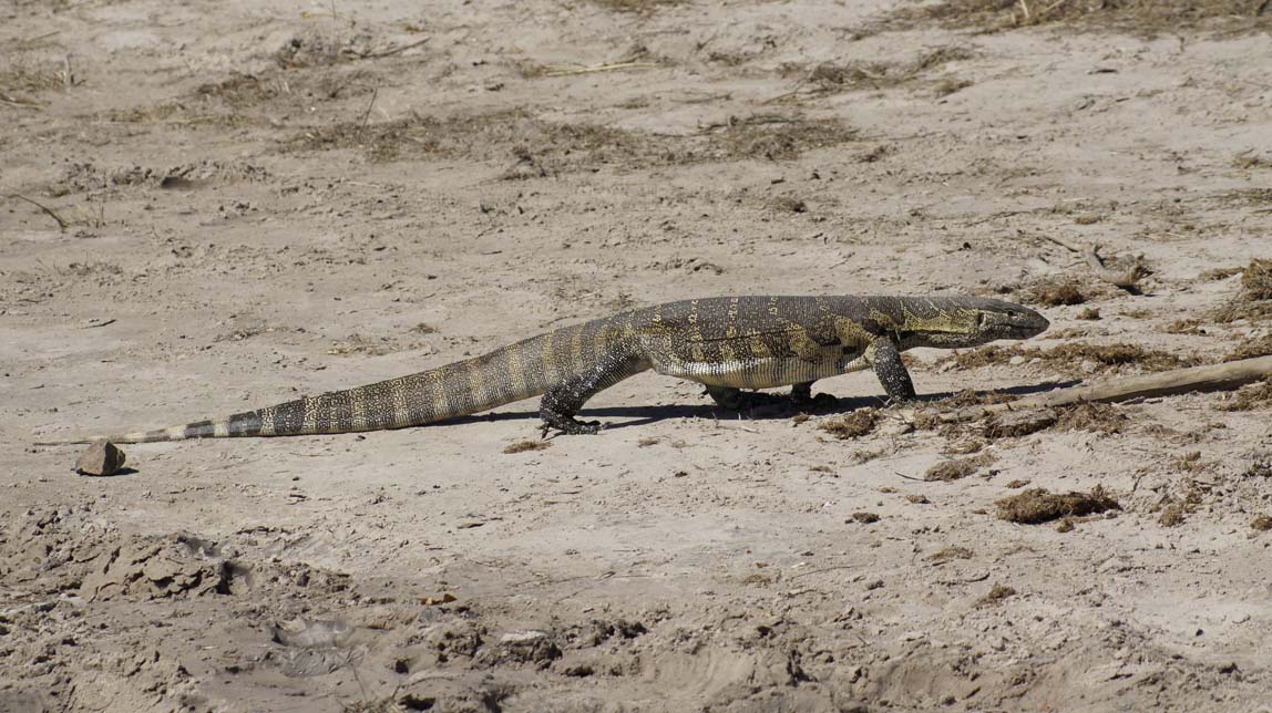 water monitor