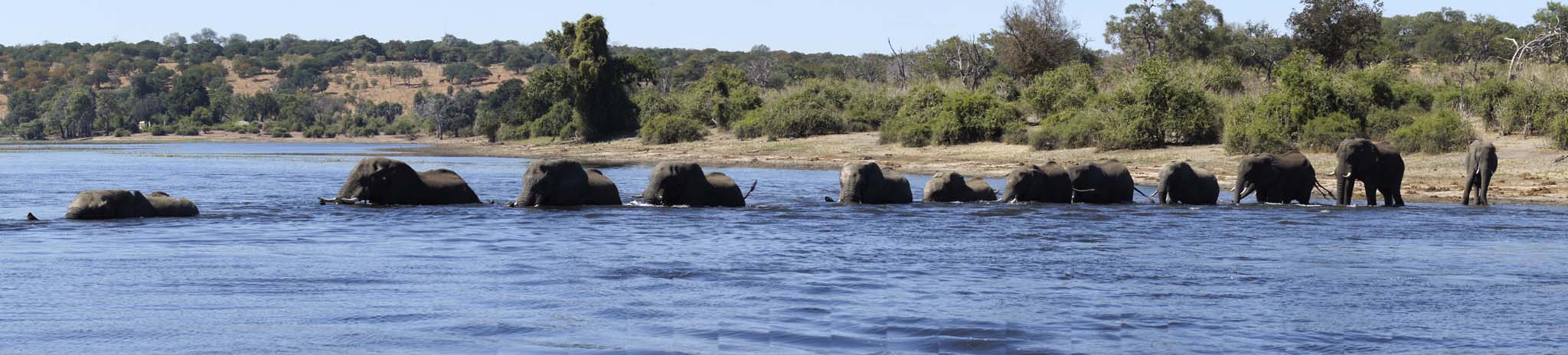 elephants in water panorama
