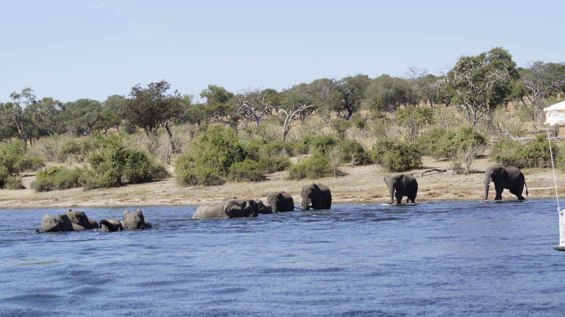 elephants in water