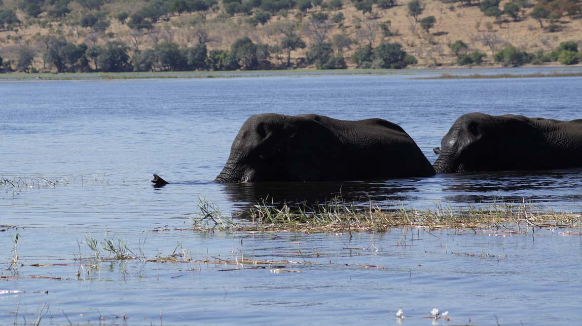 elephants almost to land