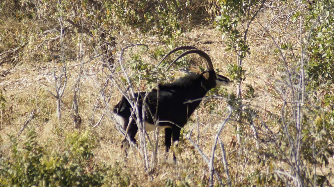 black sable antelope