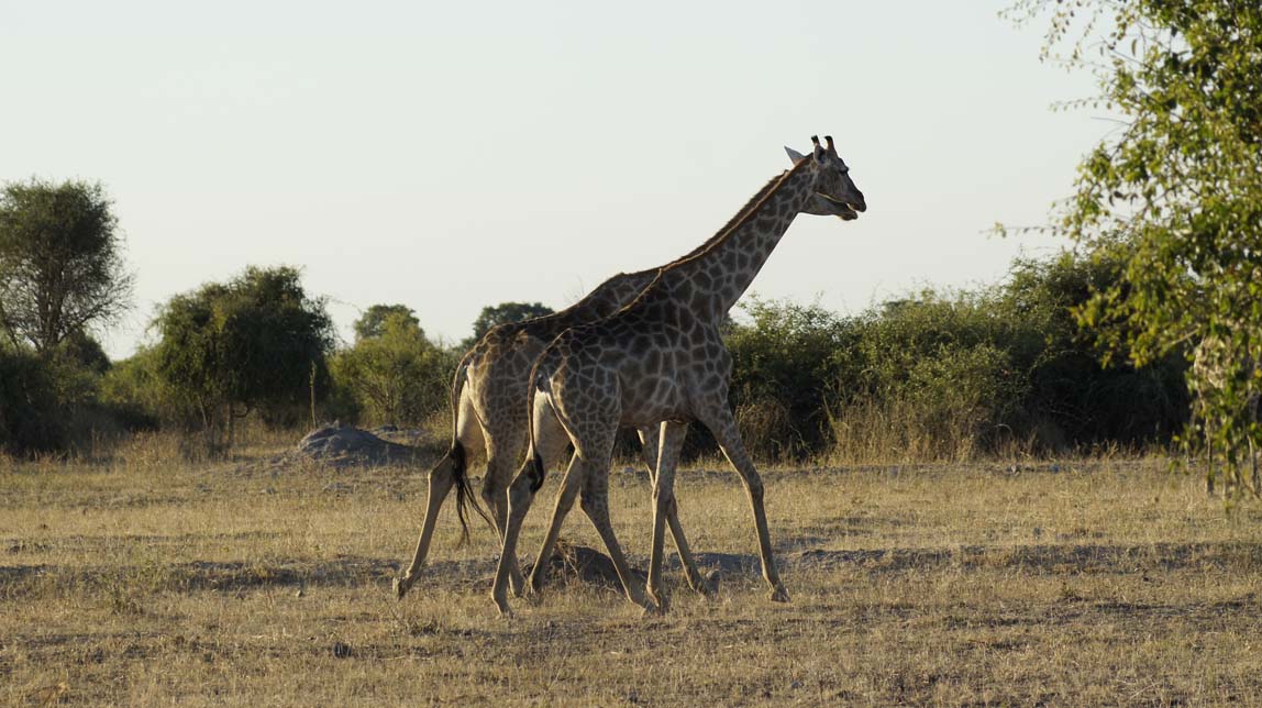 giraffes