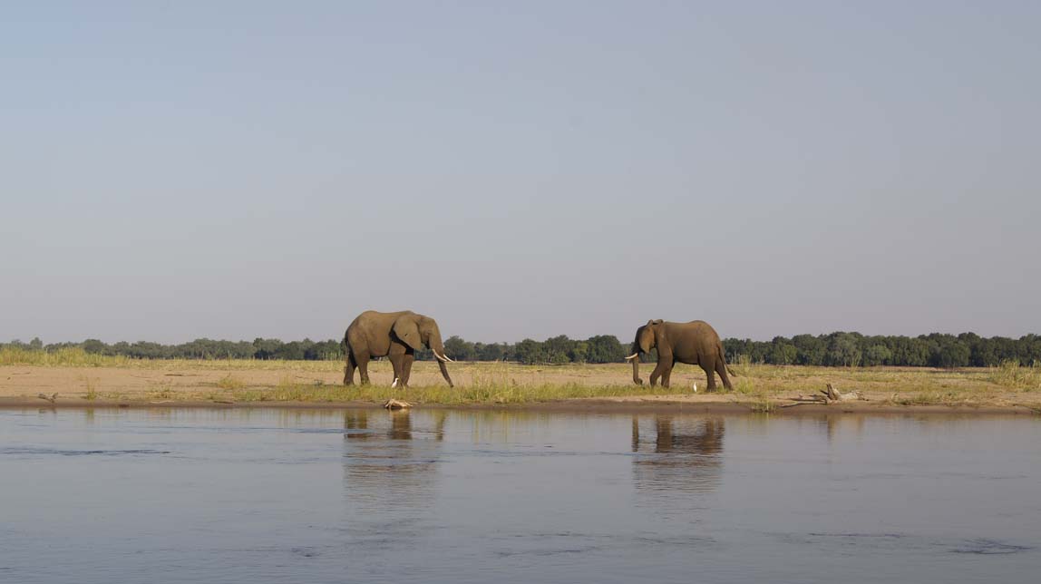 elephants on sandbar
