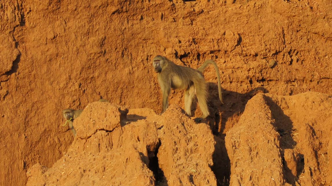 baboons