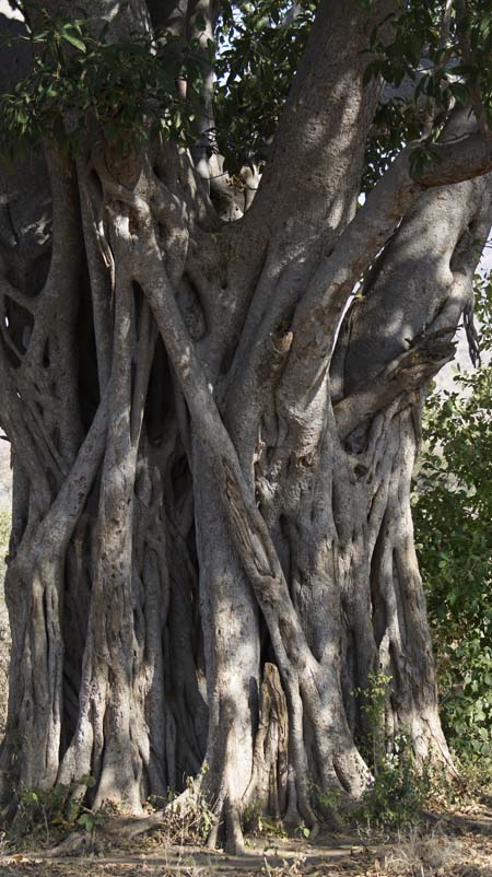 strangler fig