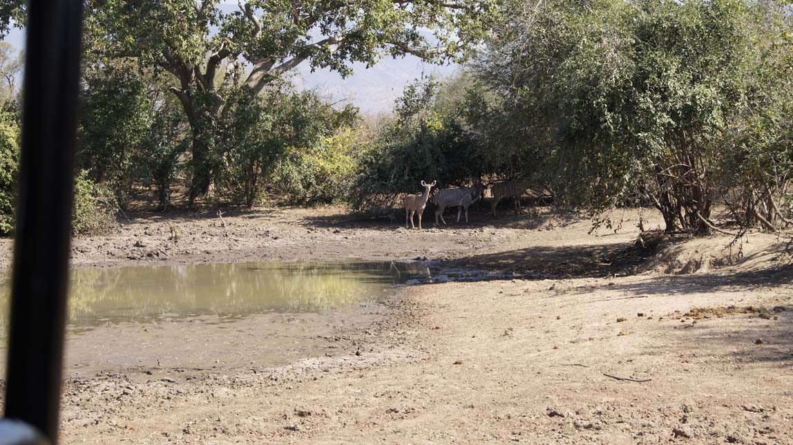kudus near mud hole