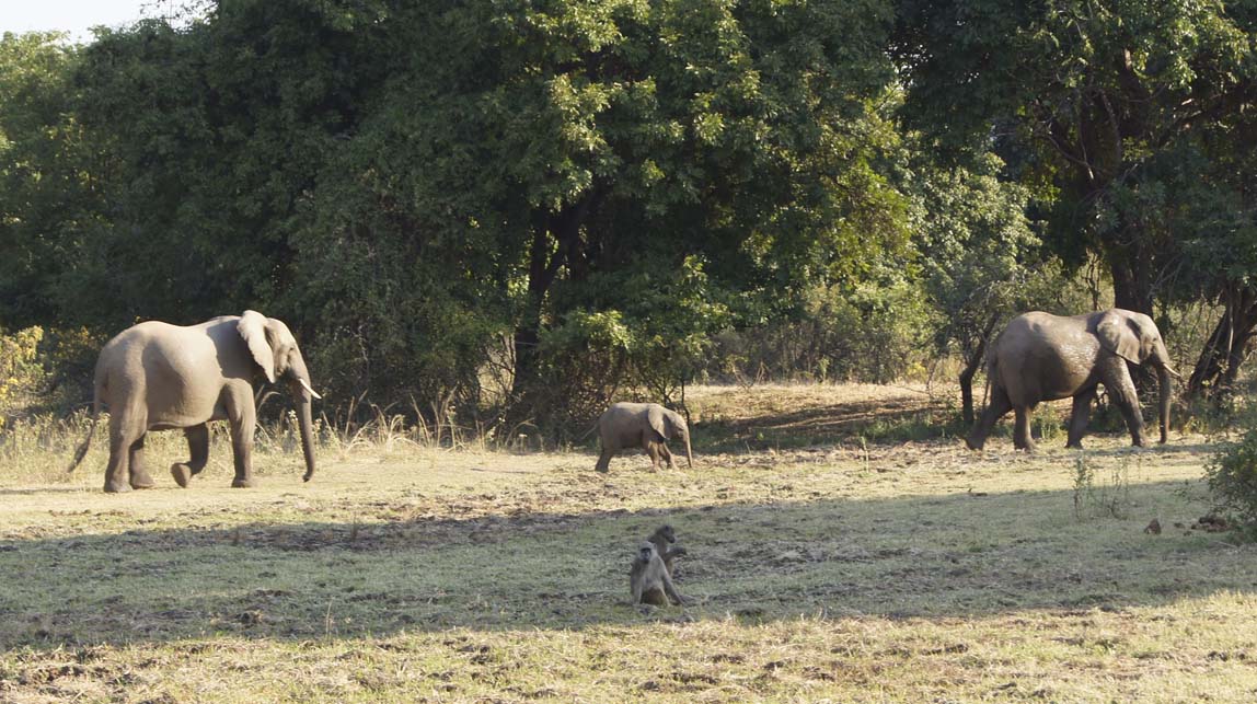 elephants