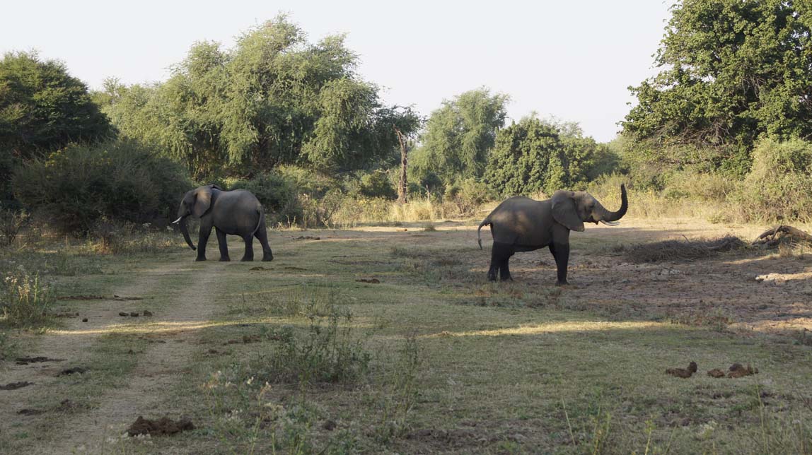 elephants