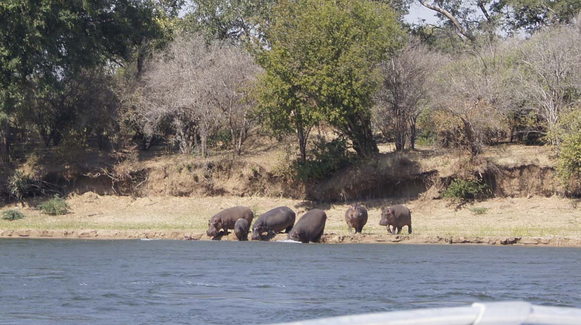 hippos