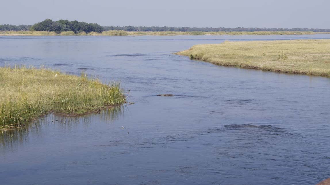 view of submerged hippos