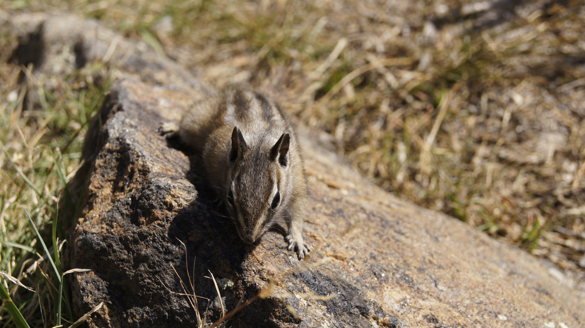 chipmunk