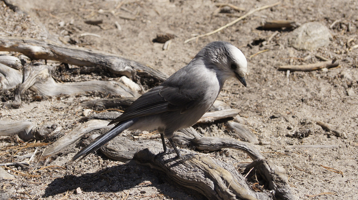 gray jay