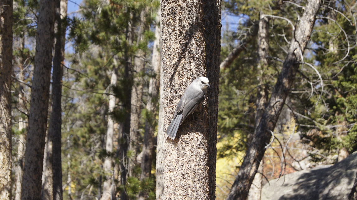 gray jay