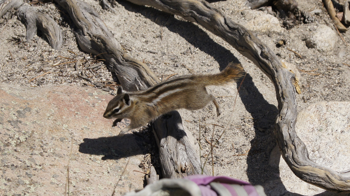 chipmunk in the air