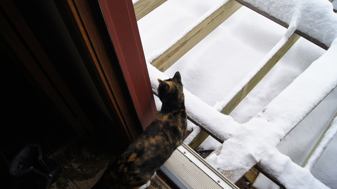 cat looking at the snow